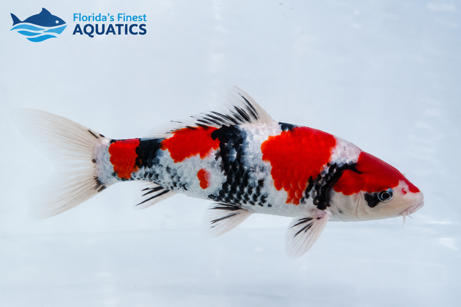 Mix Japanese Koi (Maruhiro)