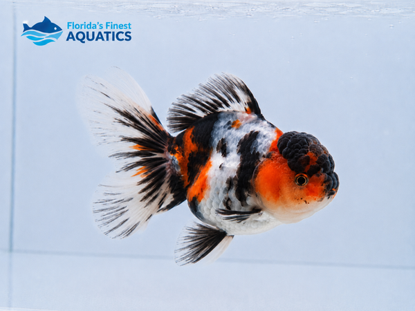 Thai Panda/Tricolor Oranda