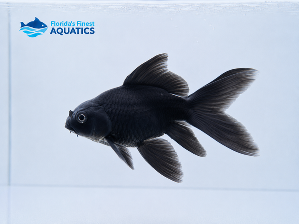 Shortbody Butterfly Black Koi