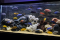 Mixing Cichlids Without a Bloodbath