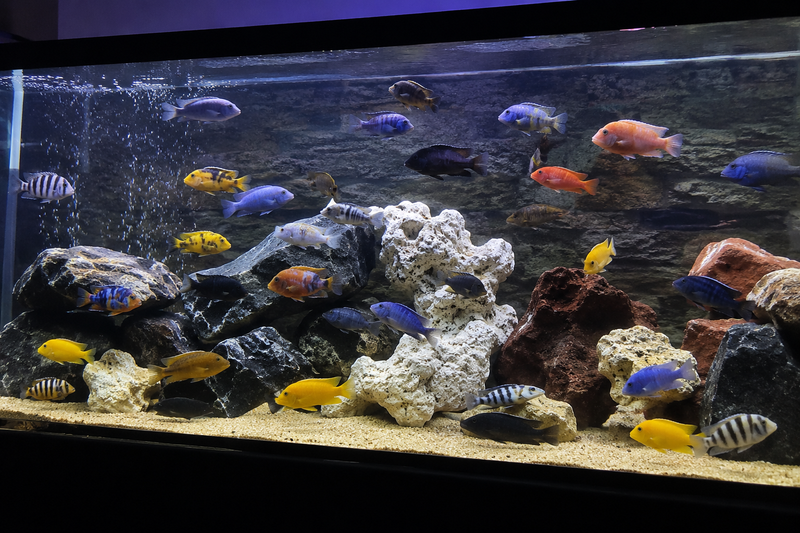 Mixing Cichlids Without a Bloodbath