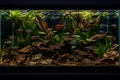 Wild Bettas Are Having a Moment, and the Trade Is Catching Up