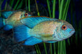 Building a WYSIWYG Tank: How to Pick Fish That Actually Work Together