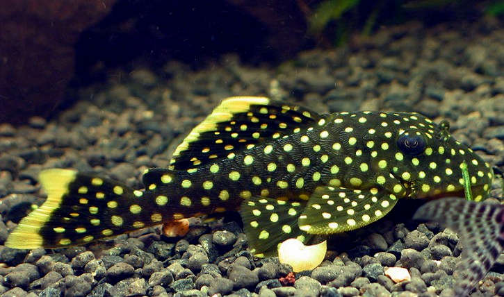 L-Numbers: The Pleco Shorthand That Actually Matters