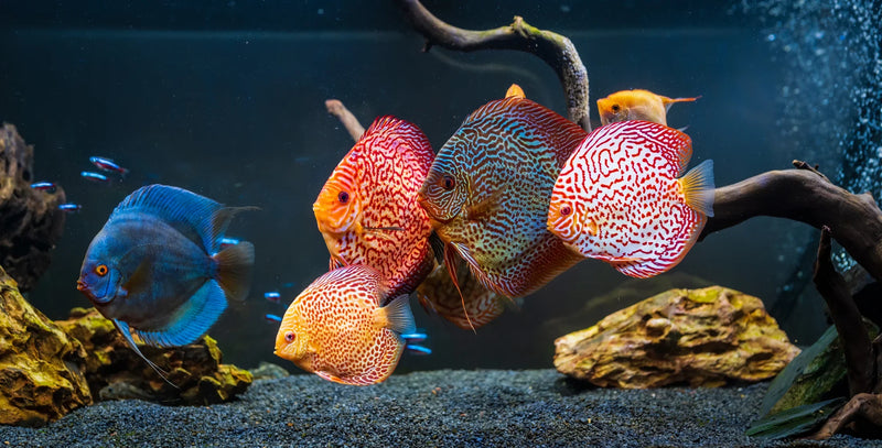 Discus Don't Have to Be Hard