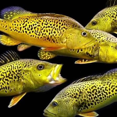 Peacock Bass: The Freshwater Trophy Fish Finally Getting Proper Tank Treatment