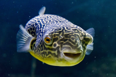Freshwater Puffers