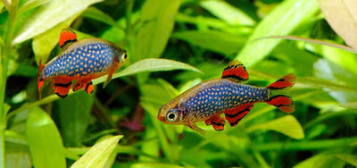 Nano Fish