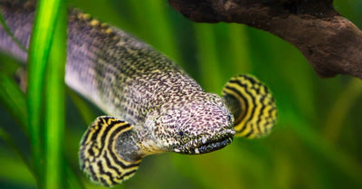 Oddball Fish