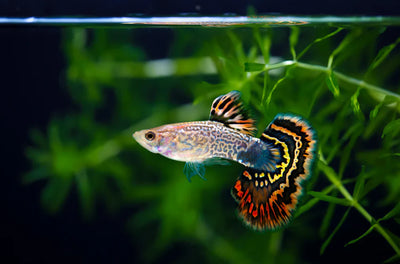 Livebearers