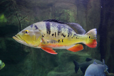 Monster Fish
