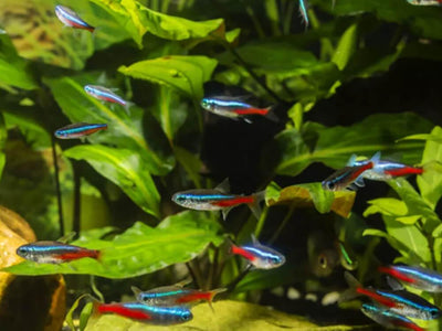 Community Fish