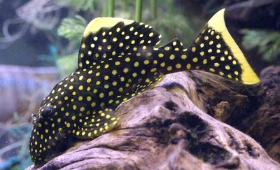 Catfish