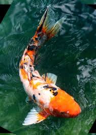 Koi & Pond