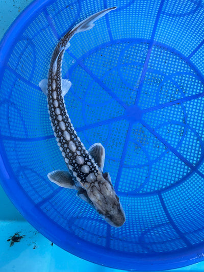 Sturgeon