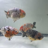 Goldfish