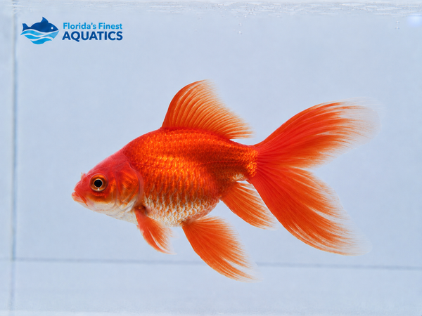 Shortbody Butterfly Red Koi