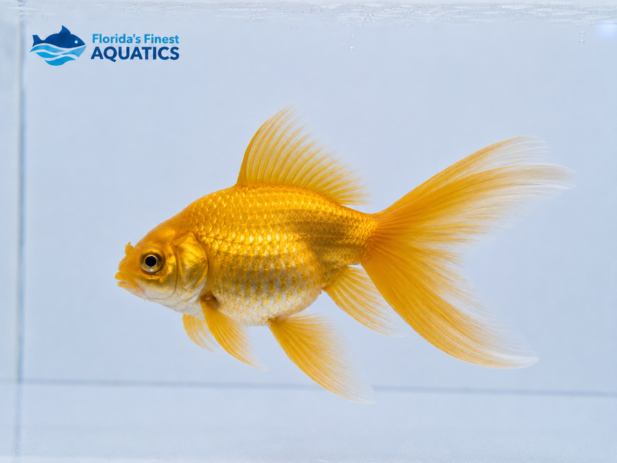 Shortbody Butterfly Gold Koi
