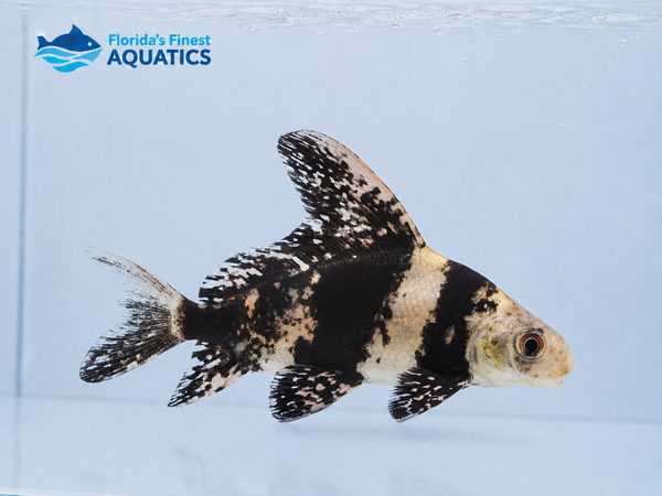 Hi-Fin Banded Shark