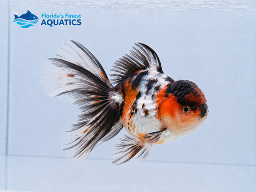 Assorted Thai Halfmoontail Oranda