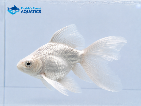 Shortbody Butterfly Platinum Koi