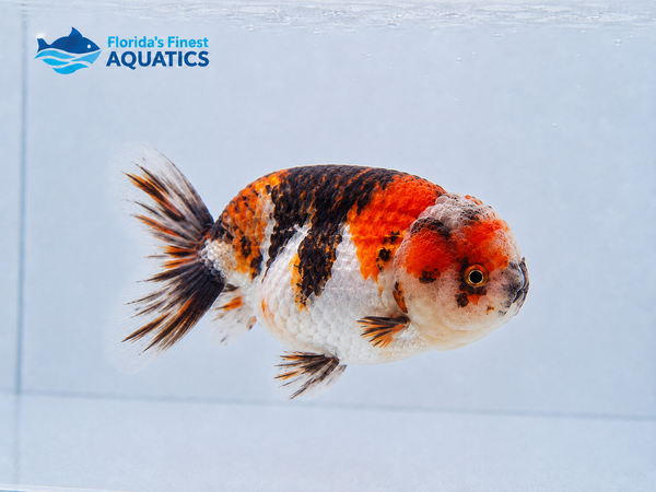 Assorted Ranchu Goldfish