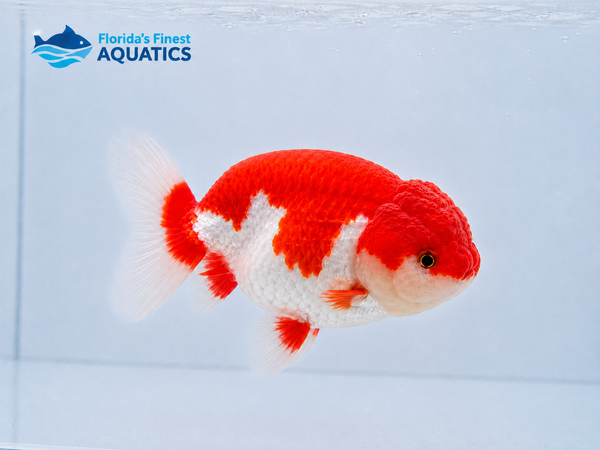 Red/White Ranchu Goldfish